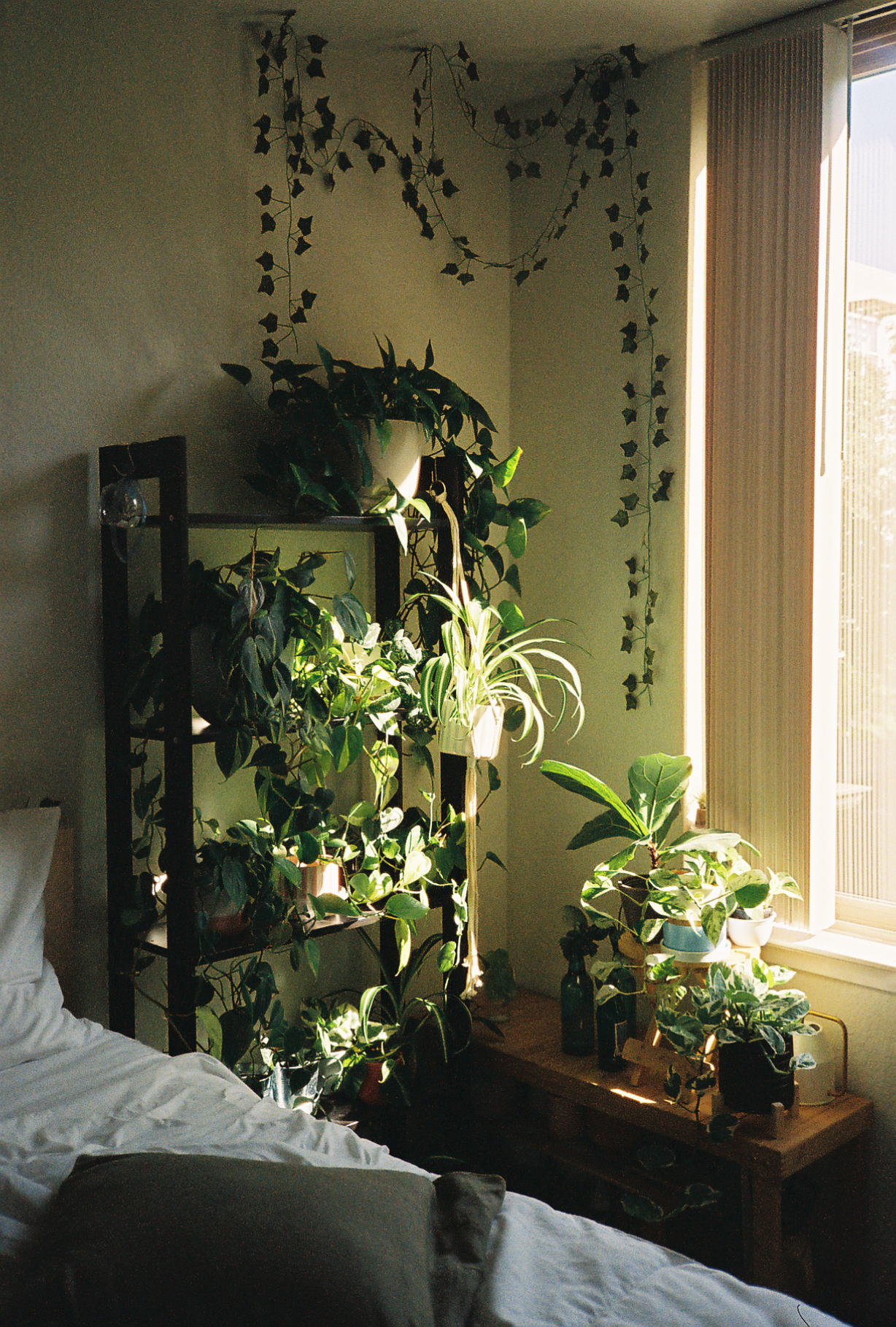 Houseplants